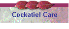 Cockatiel Care