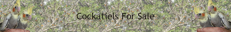Cockatiels For Sale